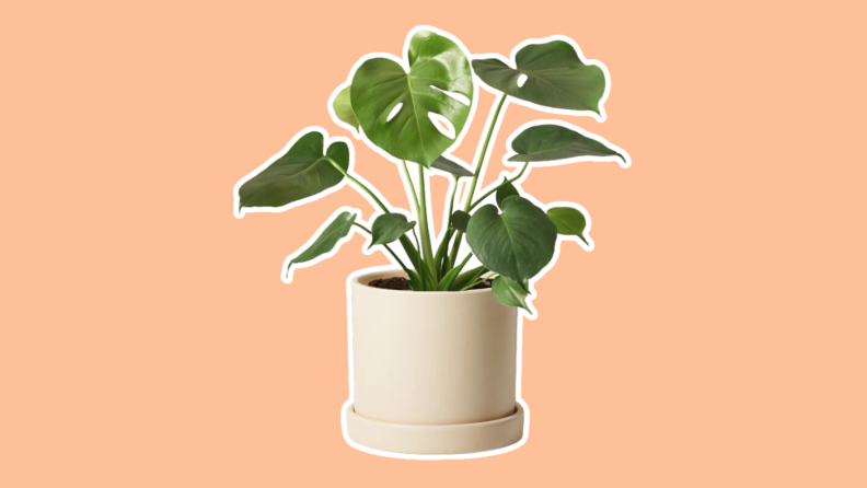A Monstera Deliciosa plant from The Sill is featured in a planter.